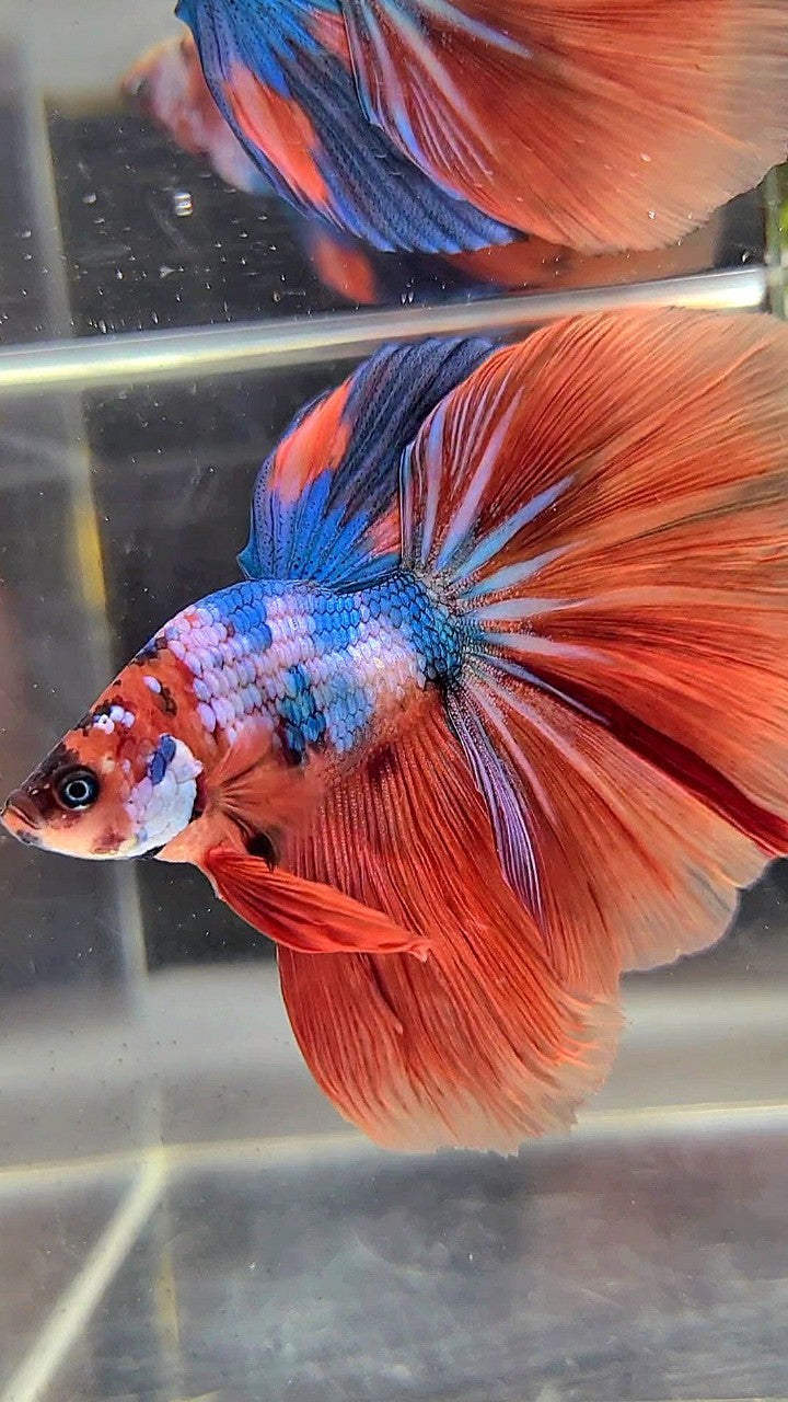 XL BONSAI HALFMOON ROSETAIL ORANGE BLUE FANCY MULTICOLOR BETTA FISH