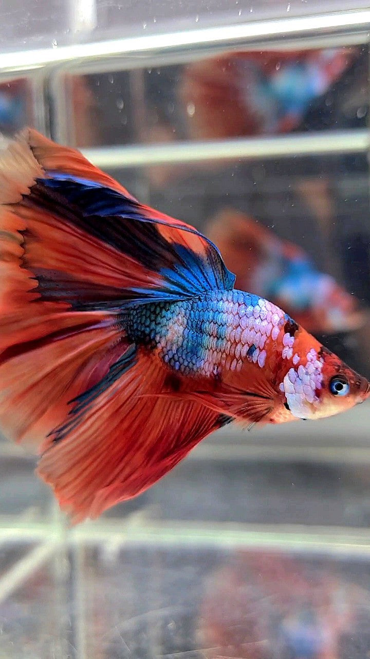 XL BONSAI HALFMOON ROSETAIL ORANGE BLUE FANCY MULTICOLOR BETTA FISH