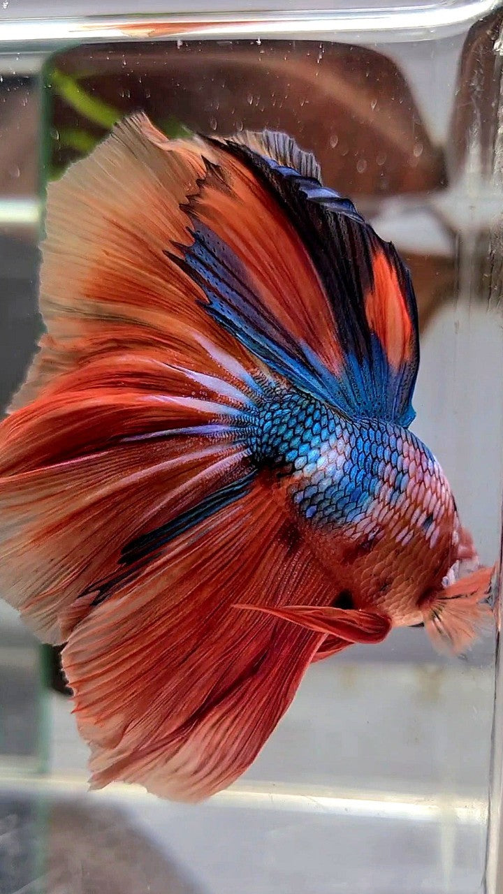 XL BONSAI HALFMOON ROSETAIL ORANGE BLUE FANCY MULTICOLOR BETTA FISH