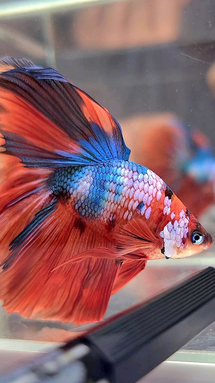 XL BONSAI HALFMOON ROSETAIL ORANGE BLUE FANCY MULTICOLOR BETTA FISH