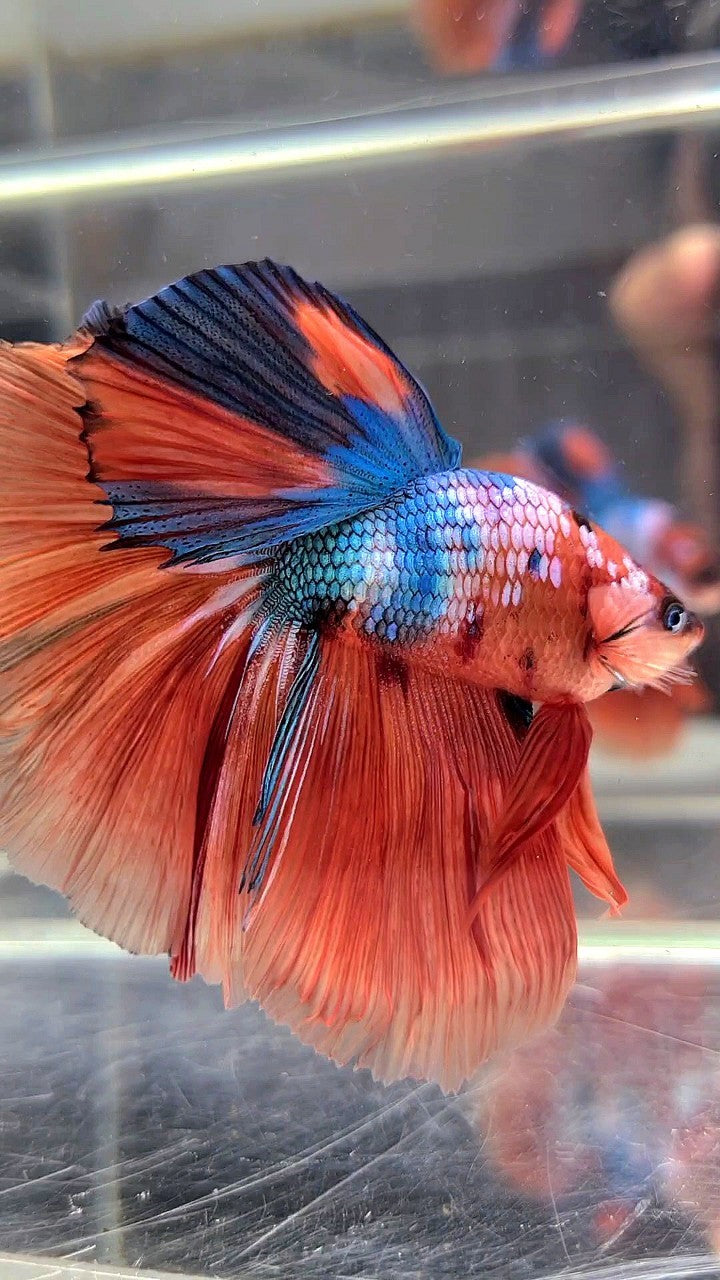 XL BONSAI HALFMOON ROSETAIL ORANGE BLUE FANCY MULTICOLOR BETTA FISH