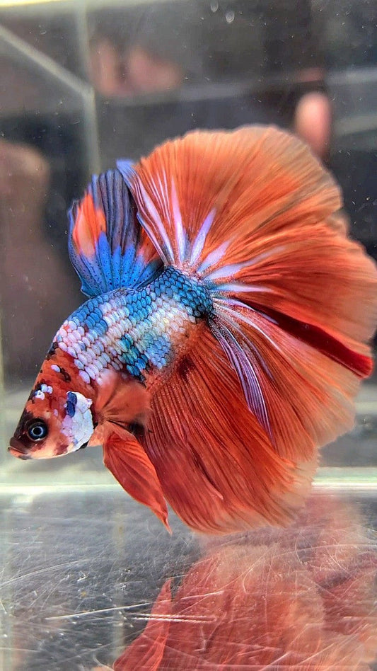 XL BONSAI HALFMOON ROSETAIL ORANGE BLUE FANCY MULTICOLOR BETTA FISH