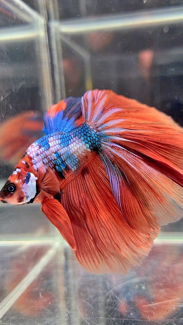 XL BONSAI HALFMOON ROSETAIL ORANGE BLUE FANCY MULTICOLOR BETTA FISH