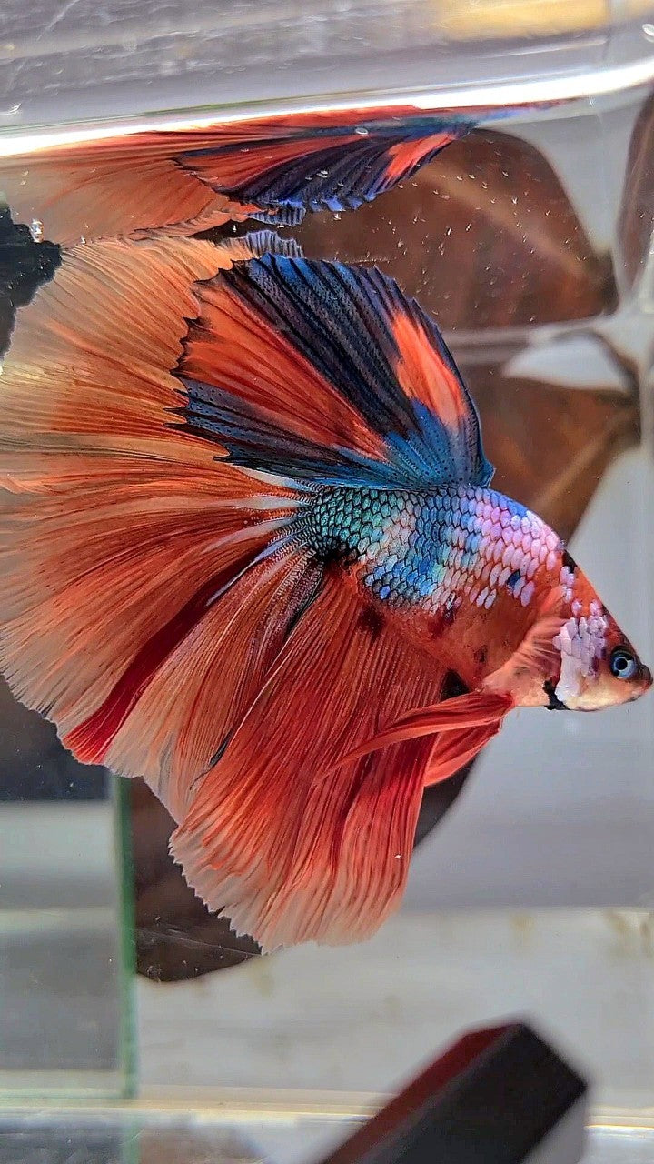 XL BONSAI HALFMOON ROSETAIL ORANGE BLUE FANCY MULTICOLOR BETTA FISH