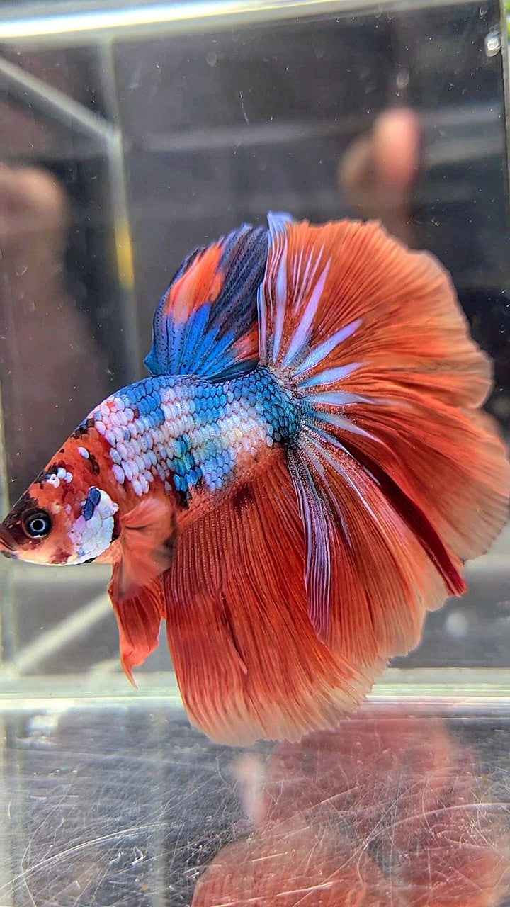 XL BONSAI HALFMOON ROSETAIL ORANGE BLUE FANCY MULTICOLOR BETTA FISH