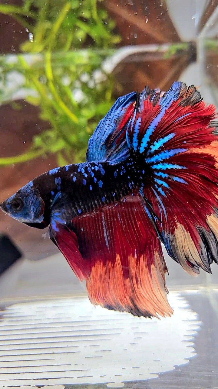 XL HALFMOON ROSETAIL BLACK GALAXY BLUE AVATAR NEMO PATTERN VARIATION BETTA FISH