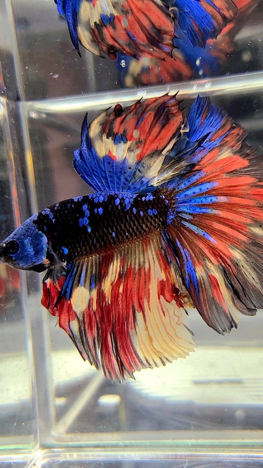 XL HALFMOON ROSETAIL BLACK GALAXY BLUE AVATAR MASKING ORANGE YELLOW VARIATION BETTA FISH