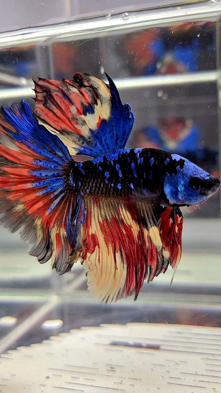 XL HALFMOON ROSETAIL BLACK GALAXY BLUE AVATAR MASKING ORANGE YELLOW VARIATION BETTA FISH