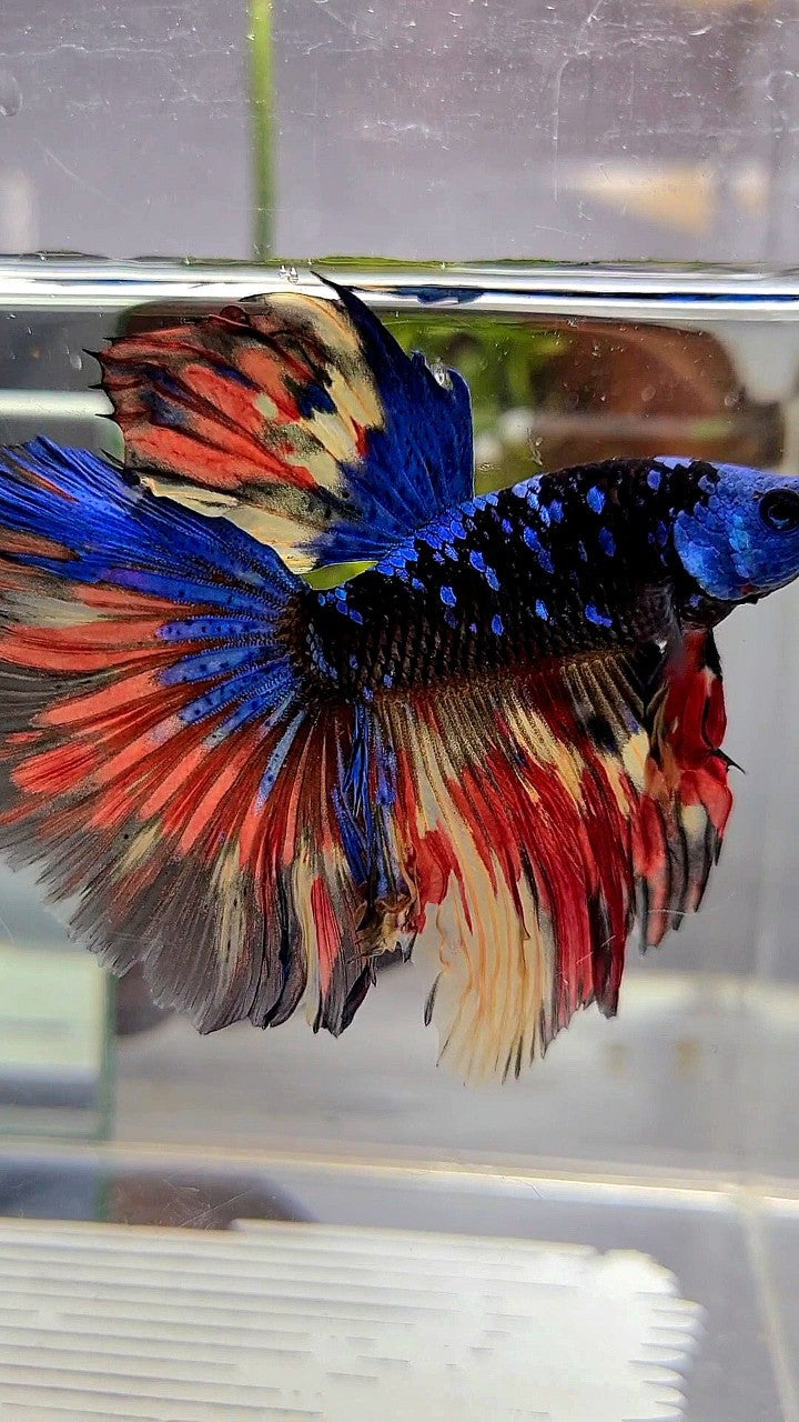 XL HALFMOON ROSETAIL BLACK GALAXY BLUE AVATAR MASKING ORANGE YELLOW VARIATION BETTA FISH