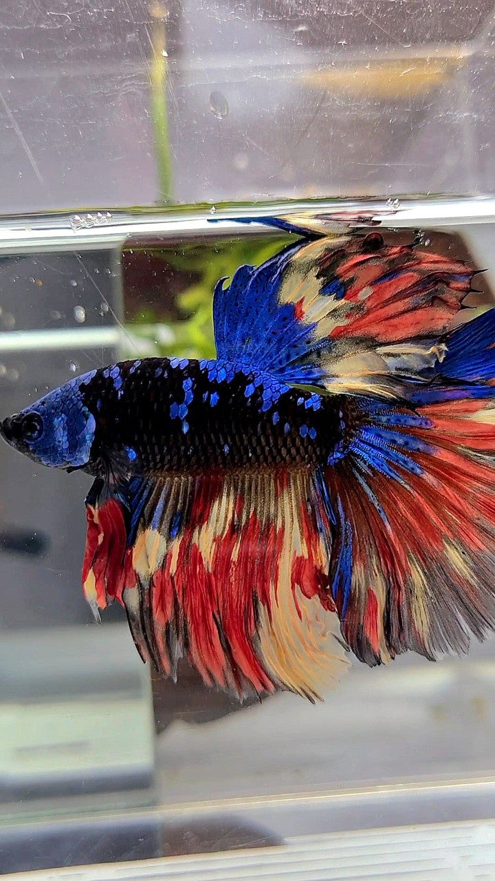 XL HALFMOON ROSETAIL BLACK GALAXY BLUE AVATAR MASKING ORANGE YELLOW VARIATION BETTA FISH