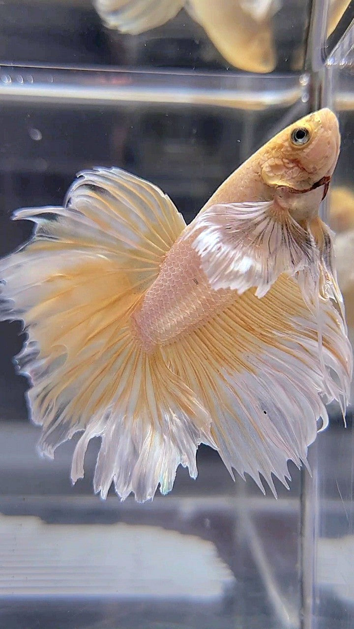 HALFMOON DUMBO EAR ROSETAIL YELLOW BUTTERFLY BETTA FISH