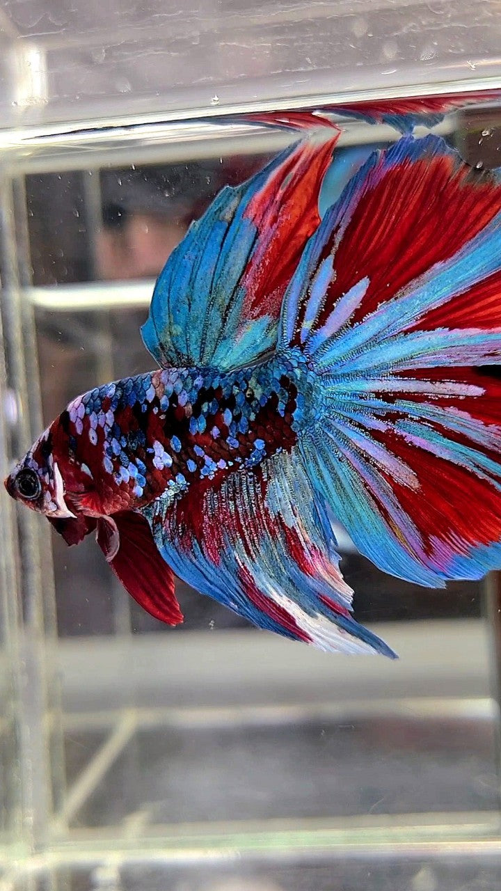 BONSAI HALFMOON RED KOI BLUE GALAXY MULTICOLOR BETTA FISH