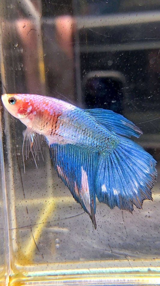 FEMALE HALFMOON BLUE FANCY MARBLE BETTA FISH