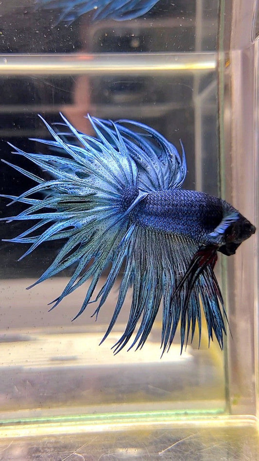 KING CROWNTAIL SUPER BLUE STEEL BLACK HEAD BETTA FISH