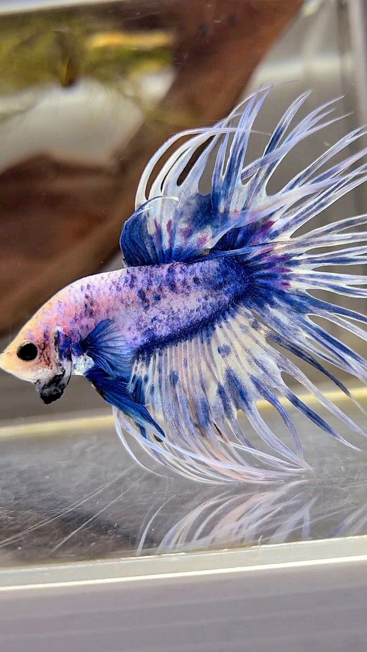 XL CROWNTAIL BLUE GRIZZLE SPLASH BETTA FISH