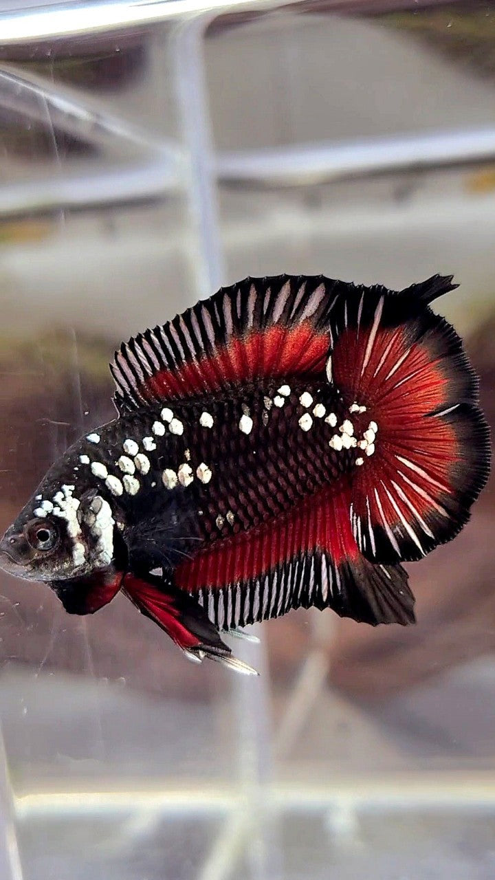 PAIR PLAKAT DOUBLE TAIL WHITE GALAXY BLACK MAMBA SNOW VAMPIRE BETTA FISH