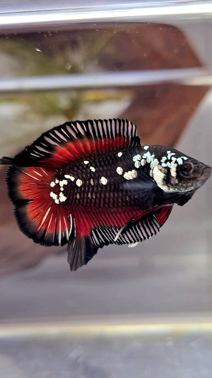 PAIR PLAKAT DOUBLE TAIL WHITE GALAXY BLACK MAMBA SNOW VAMPIRE BETTA FISH