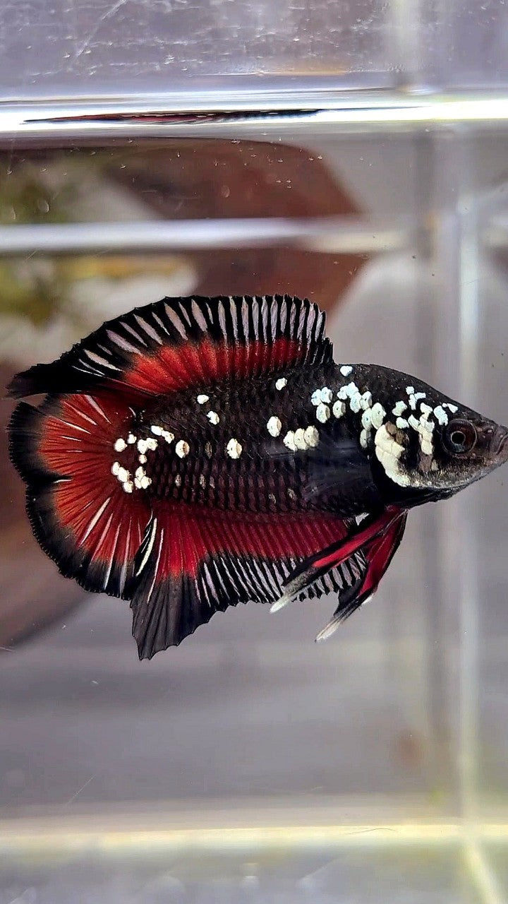 PAIR PLAKAT DOUBLE TAIL WHITE GALAXY BLACK MAMBA SNOW VAMPIRE BETTA FISH