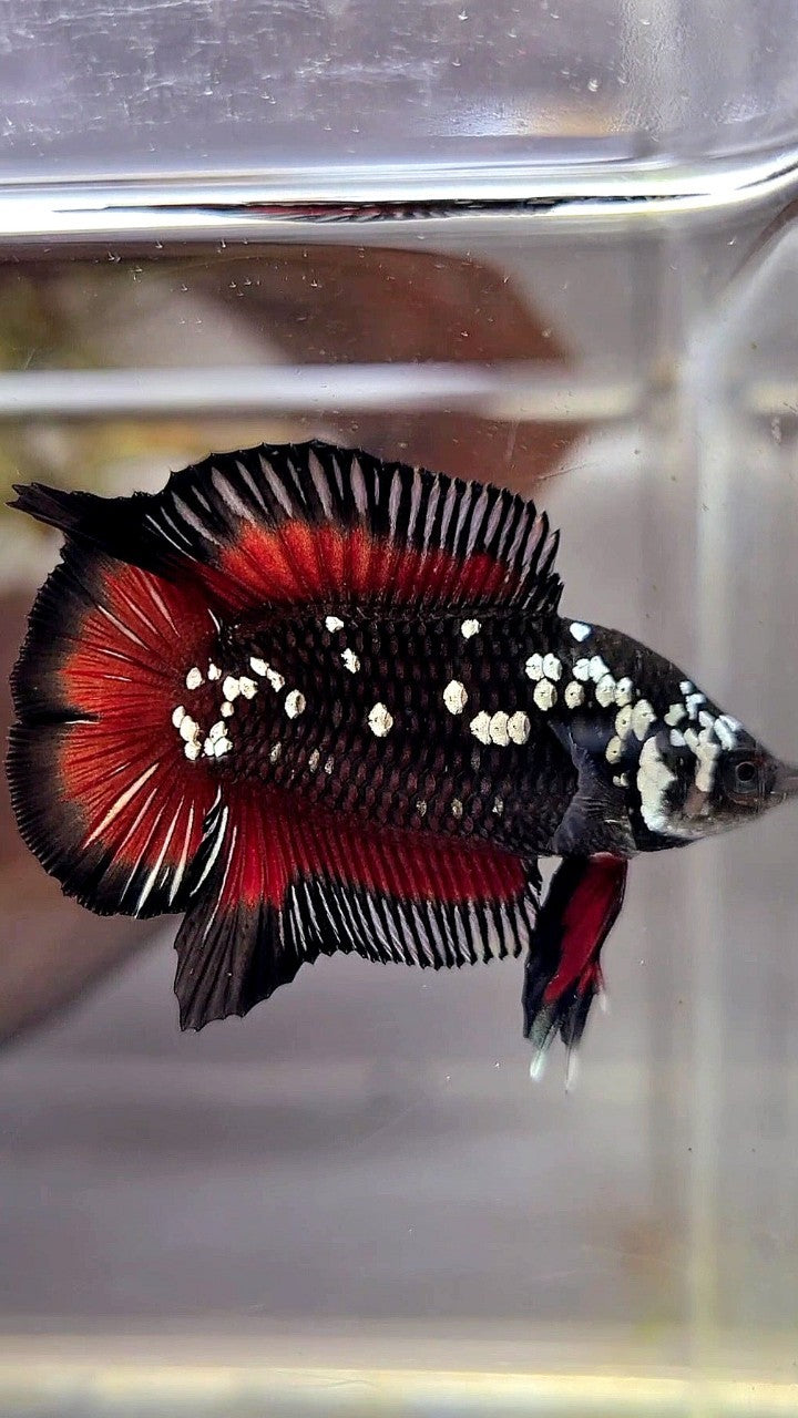PAIR PLAKAT DOUBLE TAIL WHITE GALAXY BLACK MAMBA SNOW VAMPIRE BETTA FISH