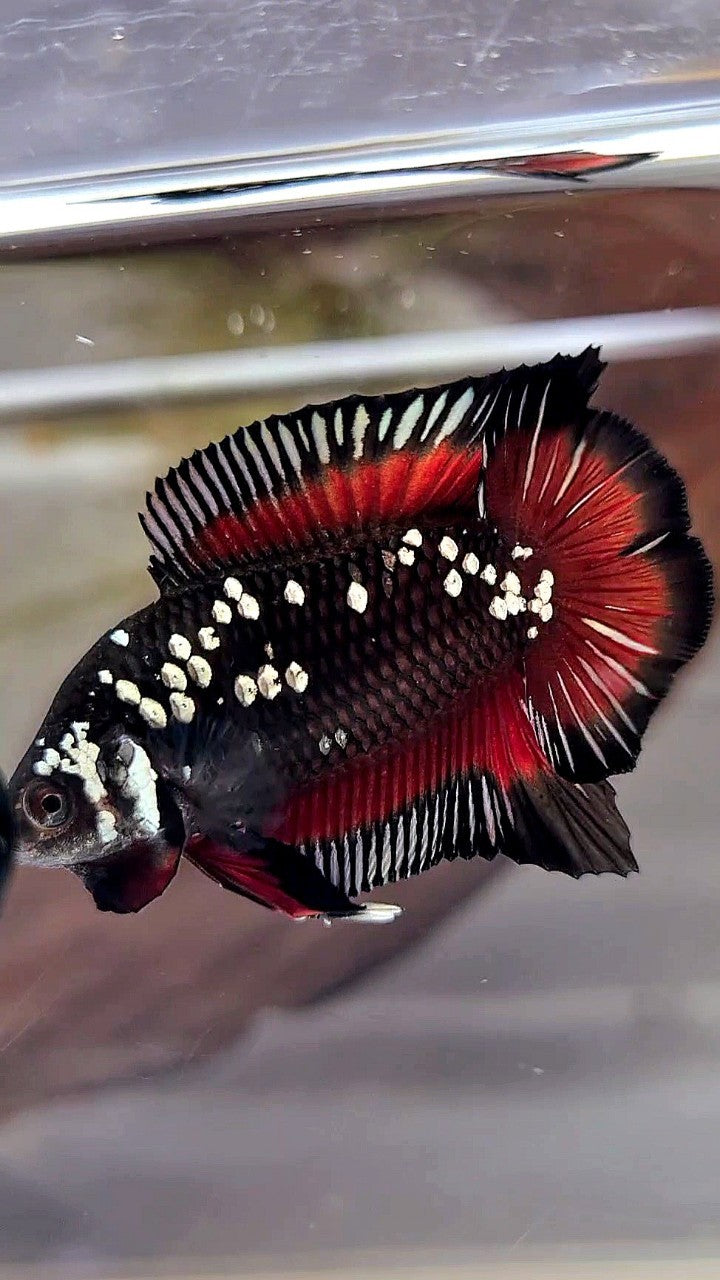 PAIR PLAKAT DOUBLE TAIL WHITE GALAXY BLACK MAMBA SNOW VAMPIRE BETTA FISH