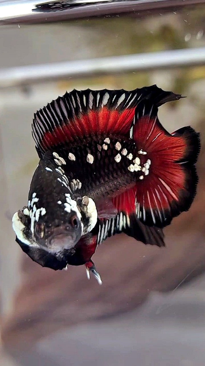 PAIR PLAKAT DOUBLE TAIL WHITE GALAXY BLACK MAMBA SNOW VAMPIRE BETTA FISH