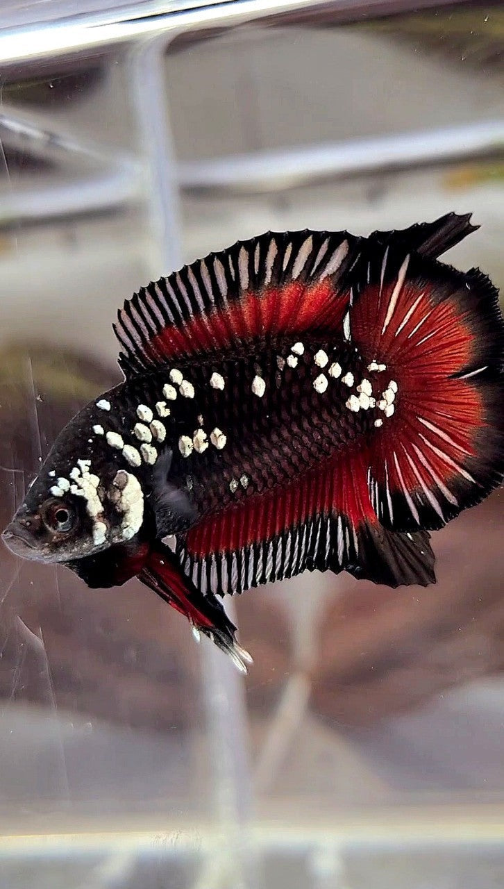 PAIR PLAKAT DOUBLE TAIL WHITE GALAXY BLACK MAMBA SNOW VAMPIRE BETTA FISH