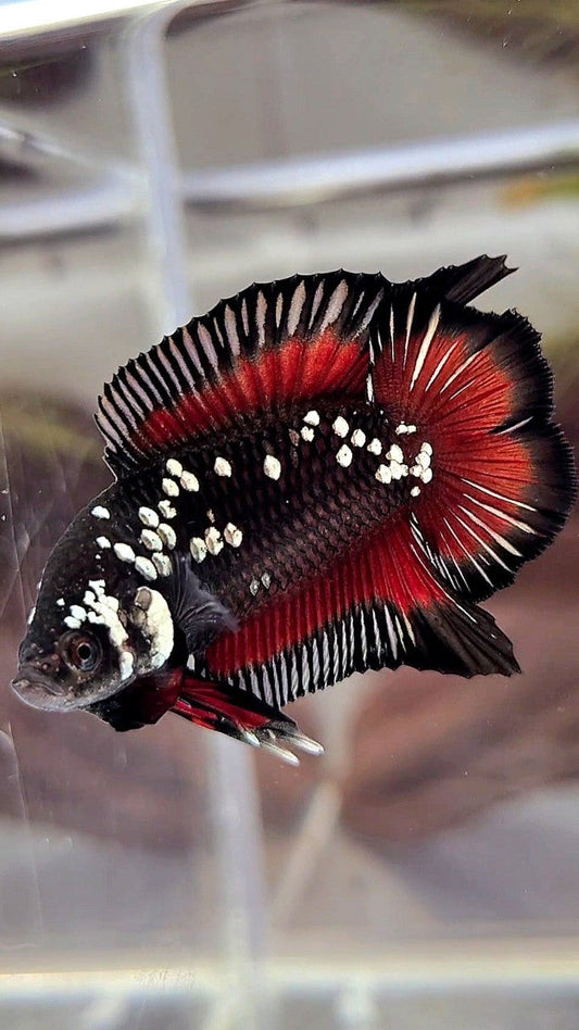 PAIR PLAKAT DOUBLE TAIL WHITE GALAXY BLACK MAMBA SNOW VAMPIRE BETTA FISH