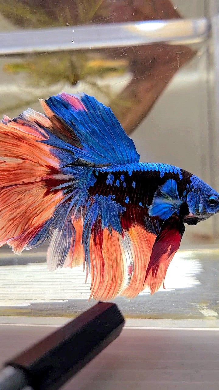 XL HALFMOON ROSETAIL BLACK GALAXY AVATAR BLUE ORANGE VARIATION BETTA FISH