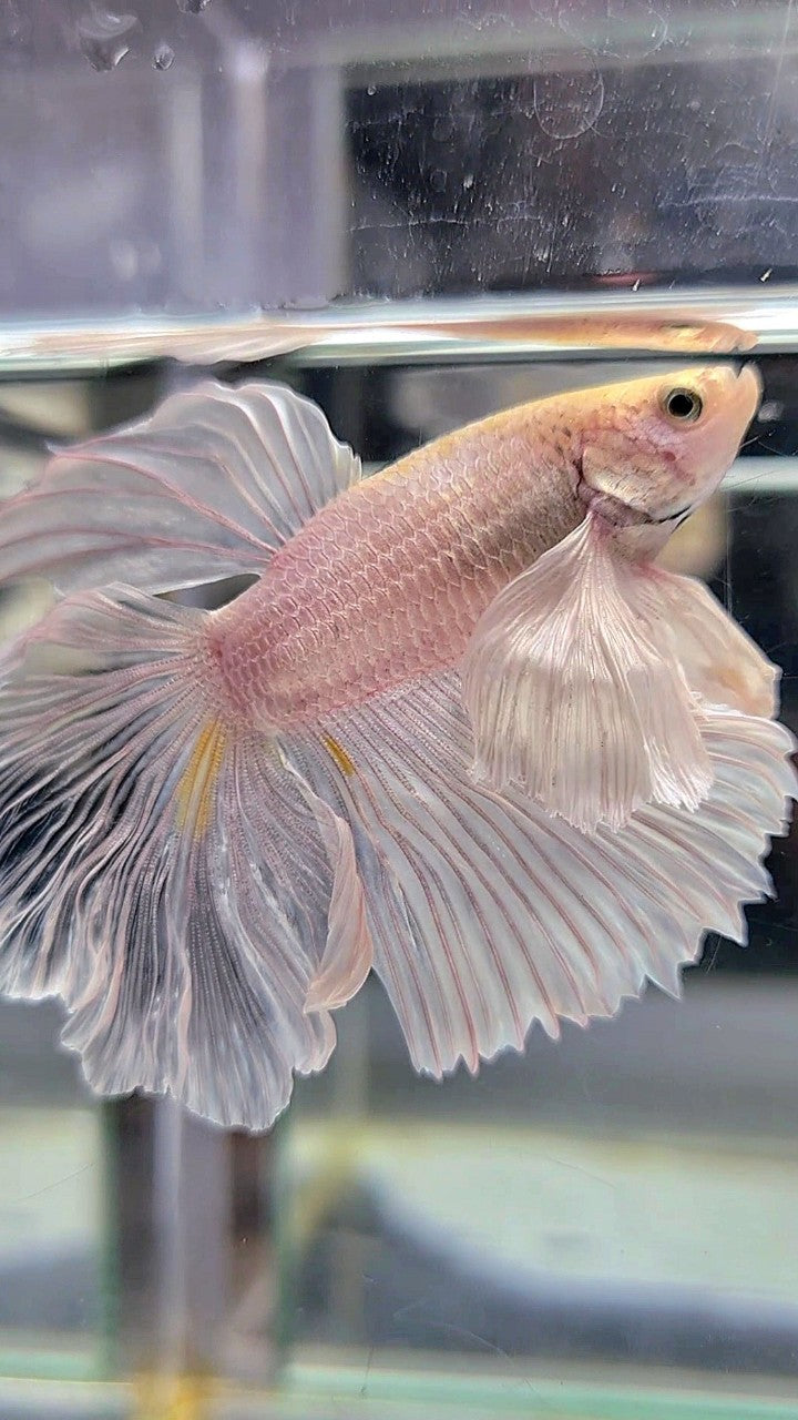 XL HALFMOON SUPER DUMBO EAR WHITE PLATINUM BETTA FISH