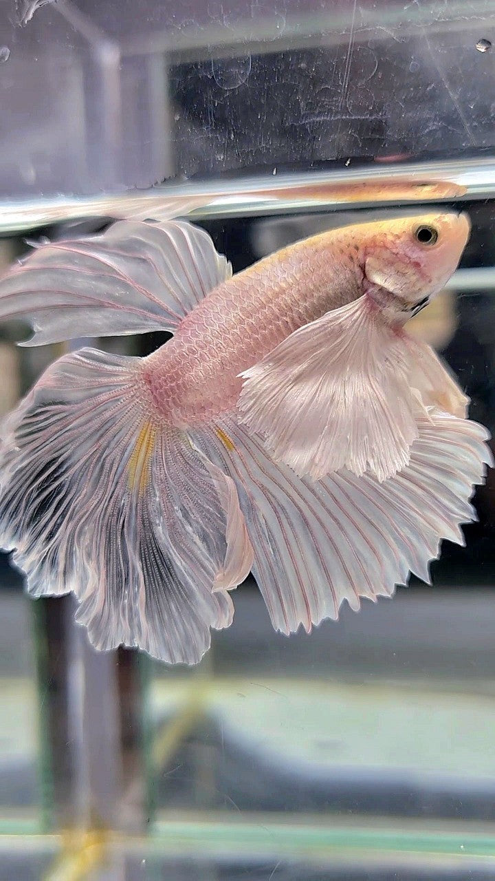 XL HALFMOON SUPER DUMBO EAR WHITE PLATINUM BETTA FISH