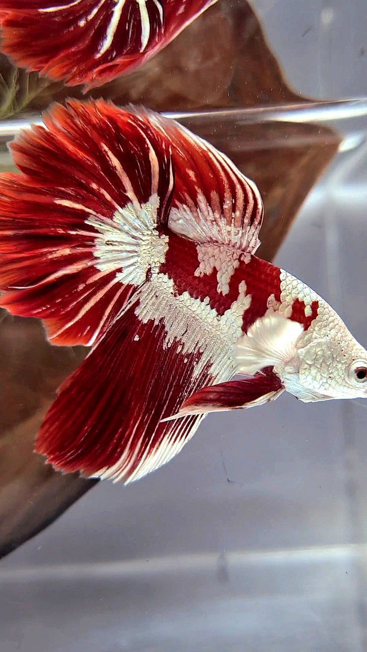 HALFMOON ROSETAIL RED WHITE GALAXY SNOW UNIQUE MASKING TUXEDO BETTA FISH