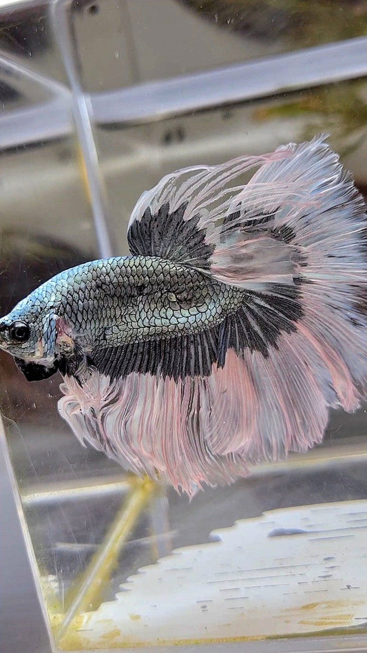 XL HALFMOON ROSETAIL COPPER BUTTERFLY BETTA FISH