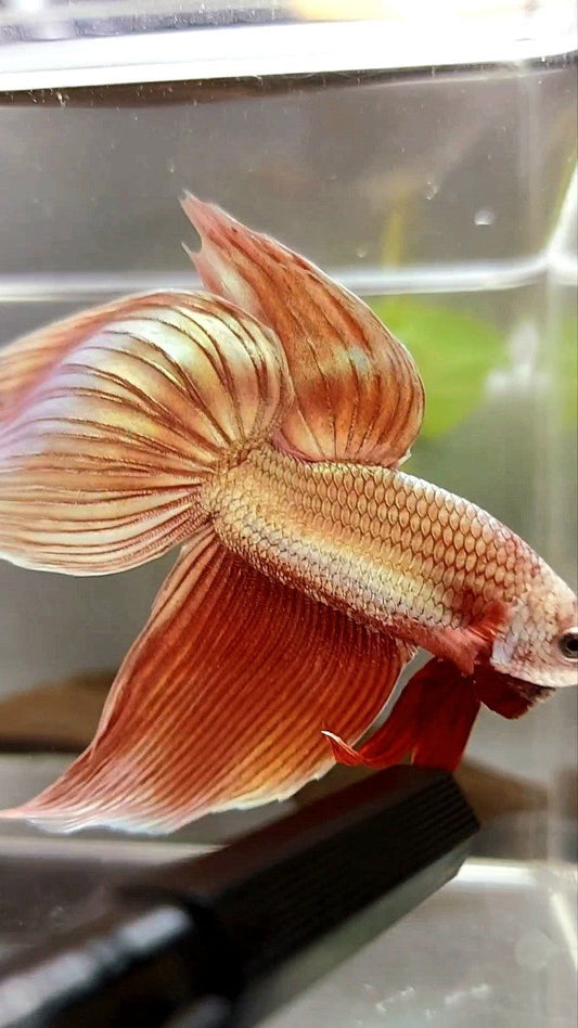 XL VEILTAIL SUPER ROSEGOLD BETTA FISH