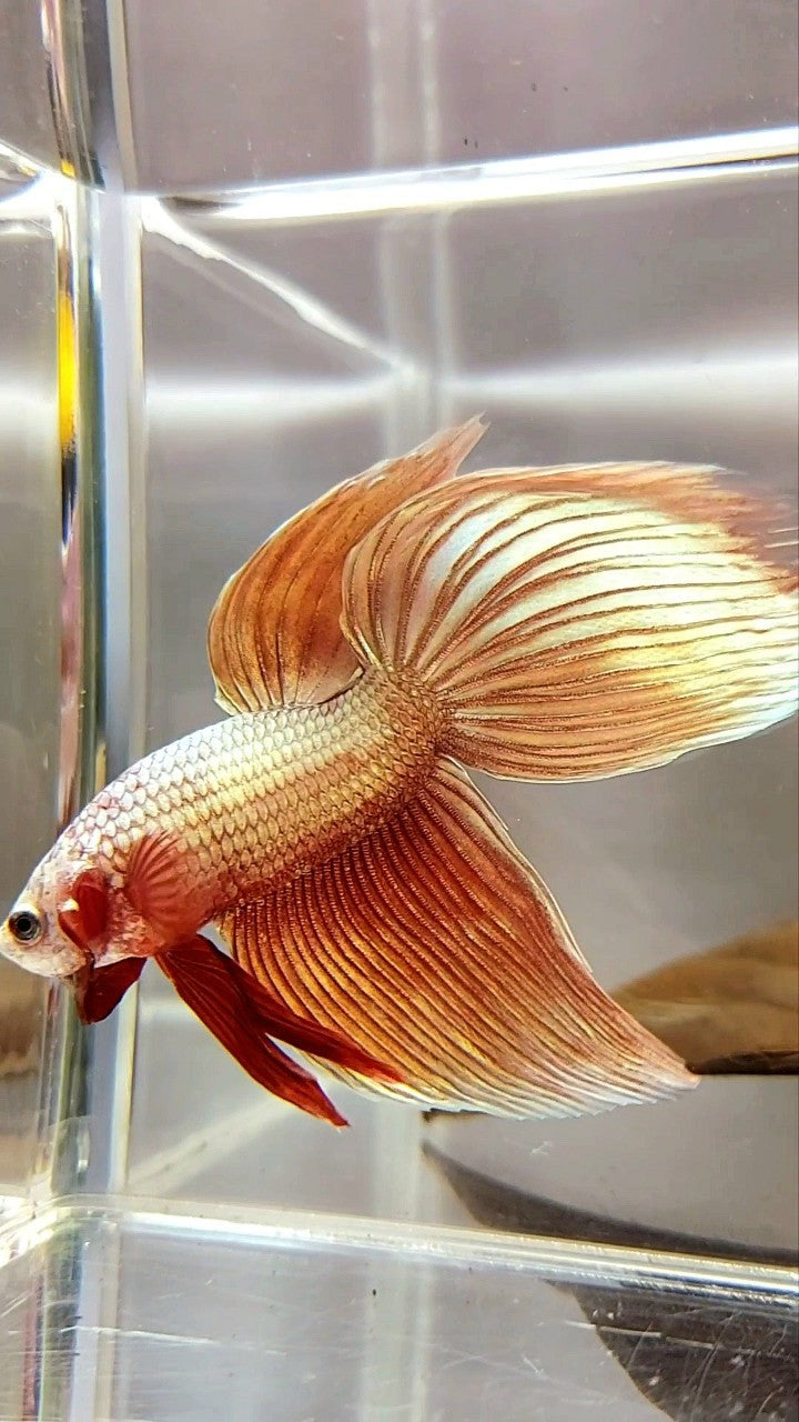 XL VEILTAIL SUPER ROSEGOLD BETTA FISH