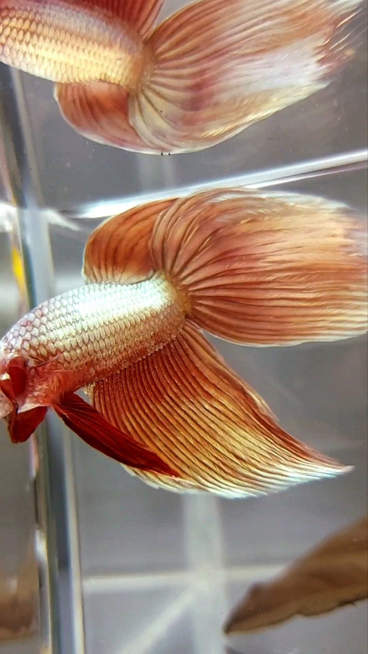 XL VEILTAIL SUPER ROSEGOLD BETTA FISH