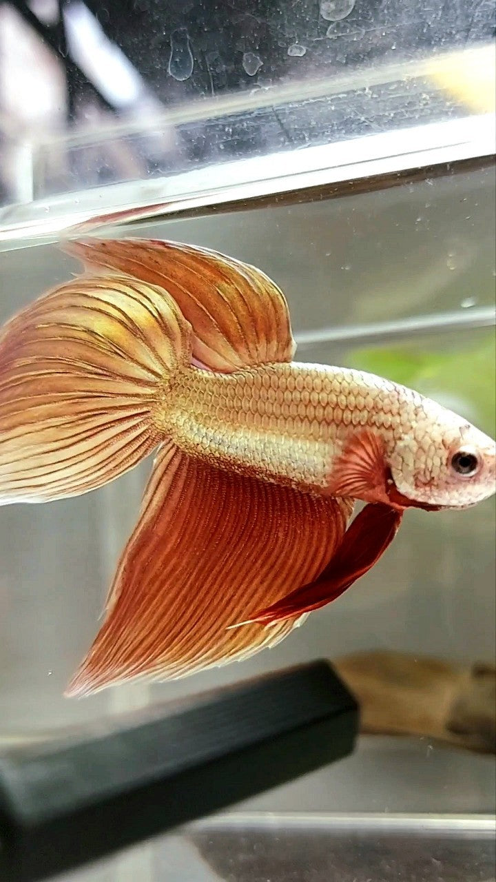 XL VEILTAIL SUPER ROSEGOLD BETTA FISH