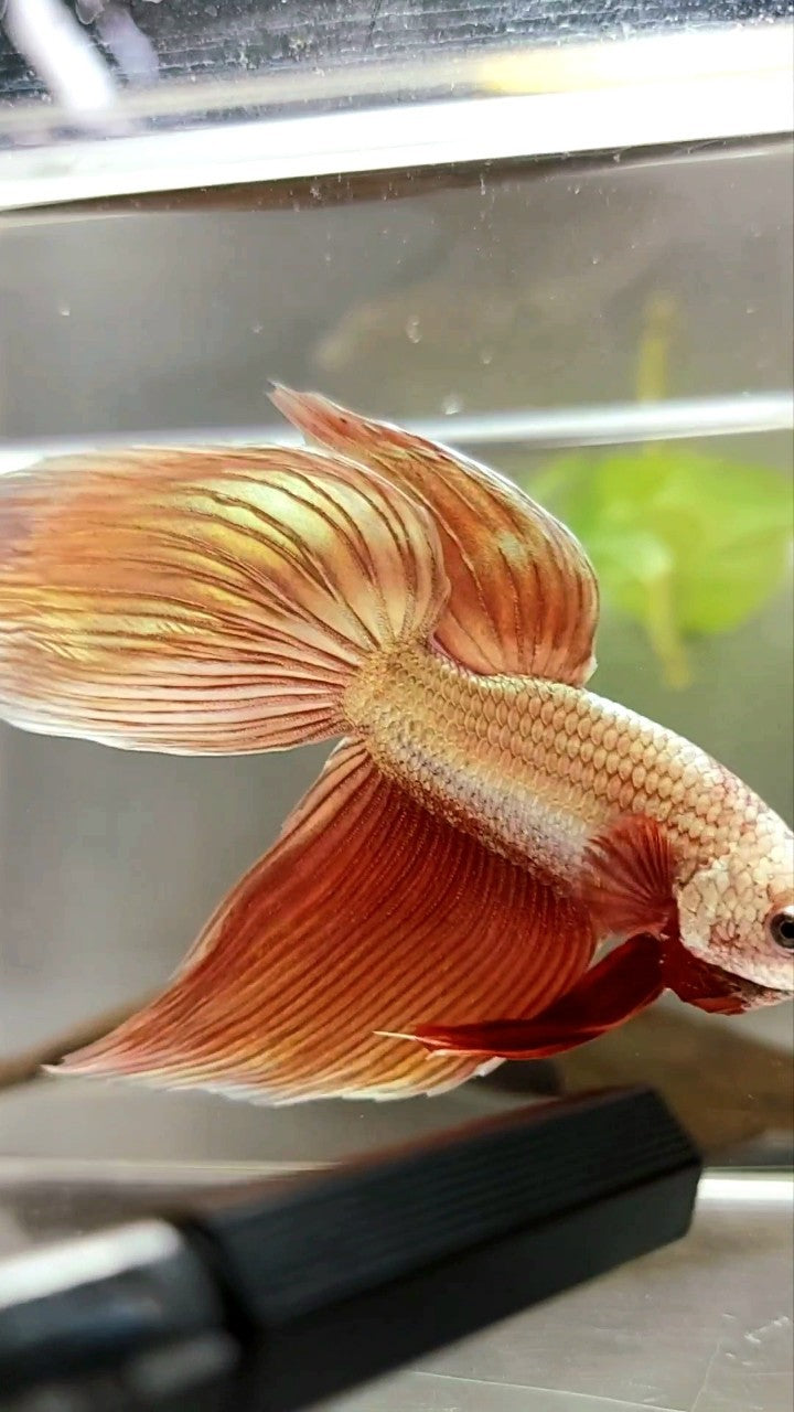 XL VEILTAIL SUPER ROSEGOLD BETTA FISH