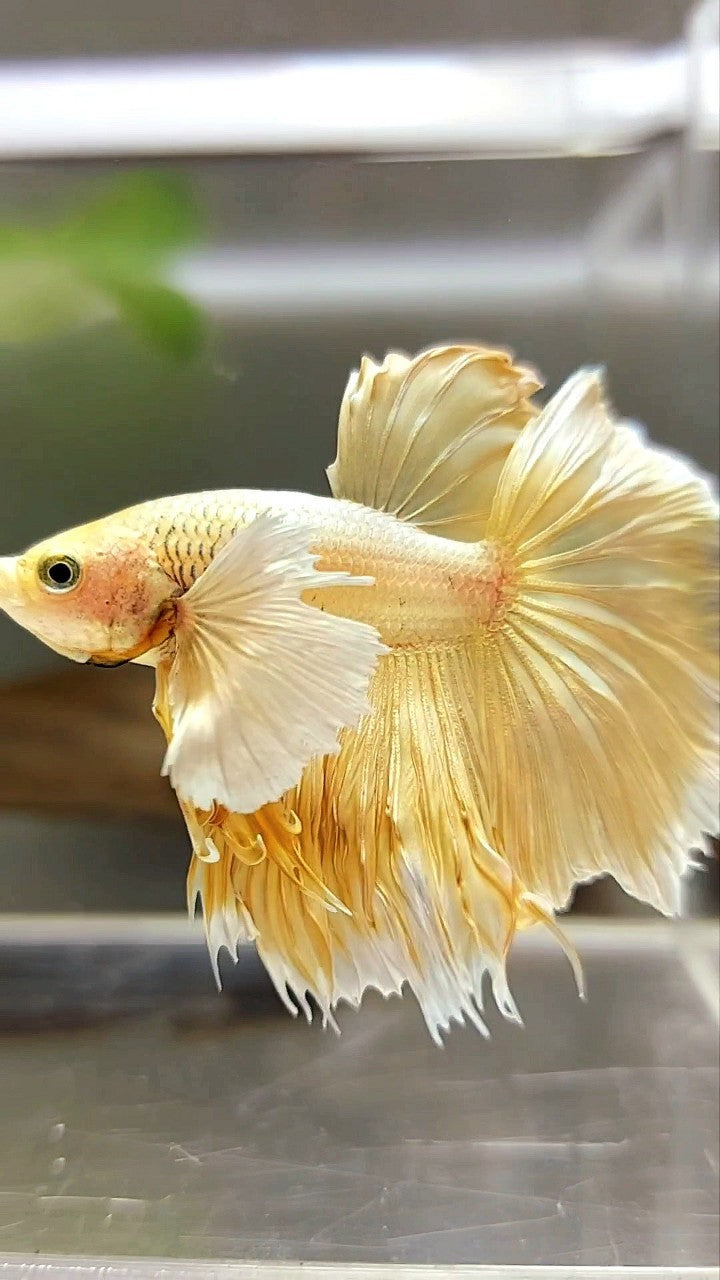 HALFMOON SUPER DUMBO EAR GOLDEN 24 KARAT BETTA FISH