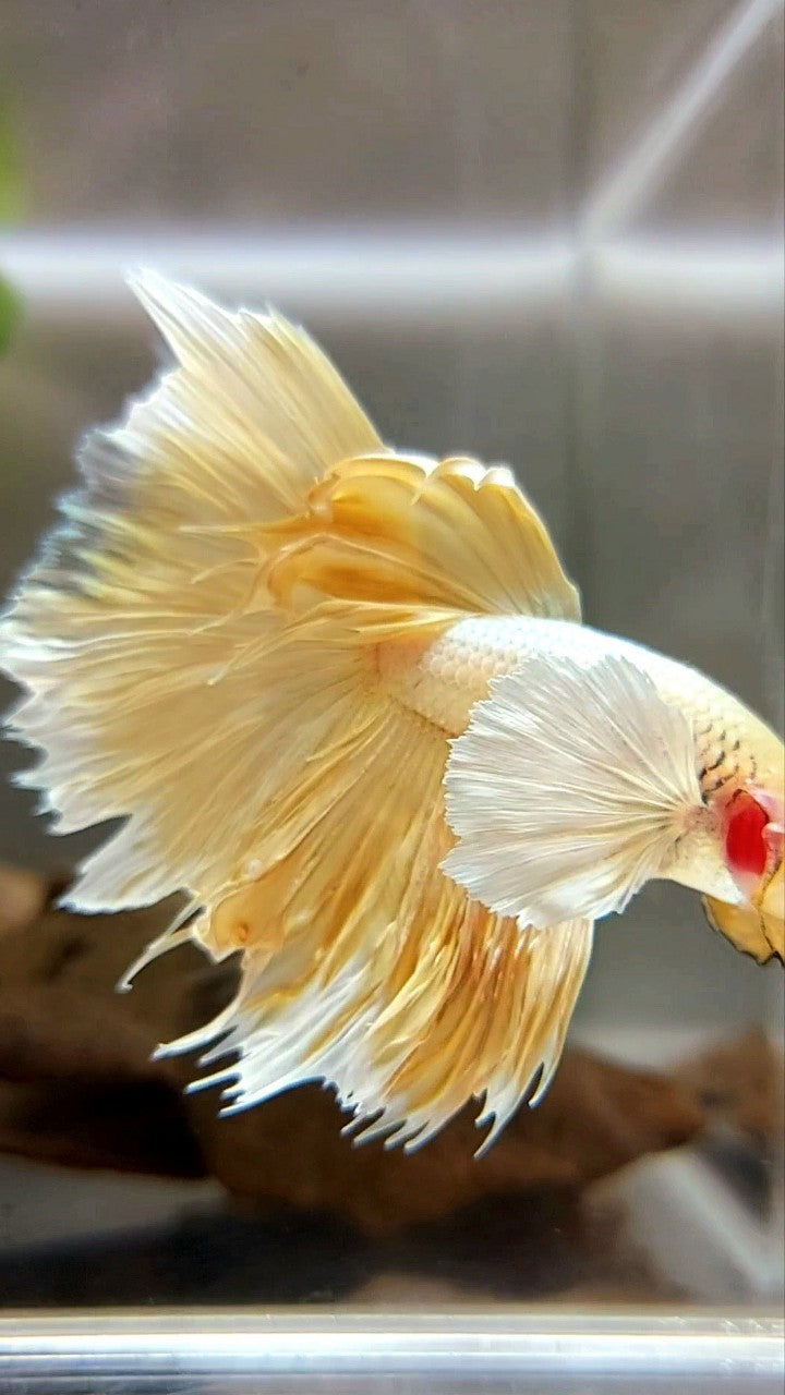 HALFMOON SUPER DUMBO EAR GOLDEN 24 KARAT BETTA FISH
