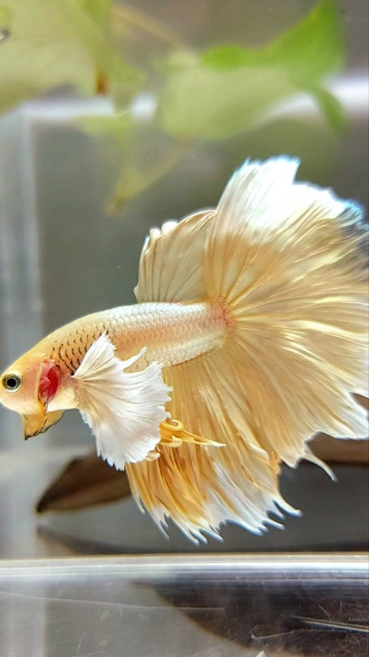 HALFMOON SUPER DUMBO EAR GOLDEN 24 KARAT BETTA FISH