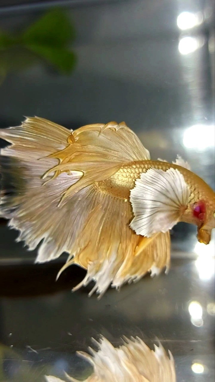 HALFMOON SUPER DUMBO EAR GOLDEN 24 KARAT BETTA FISH