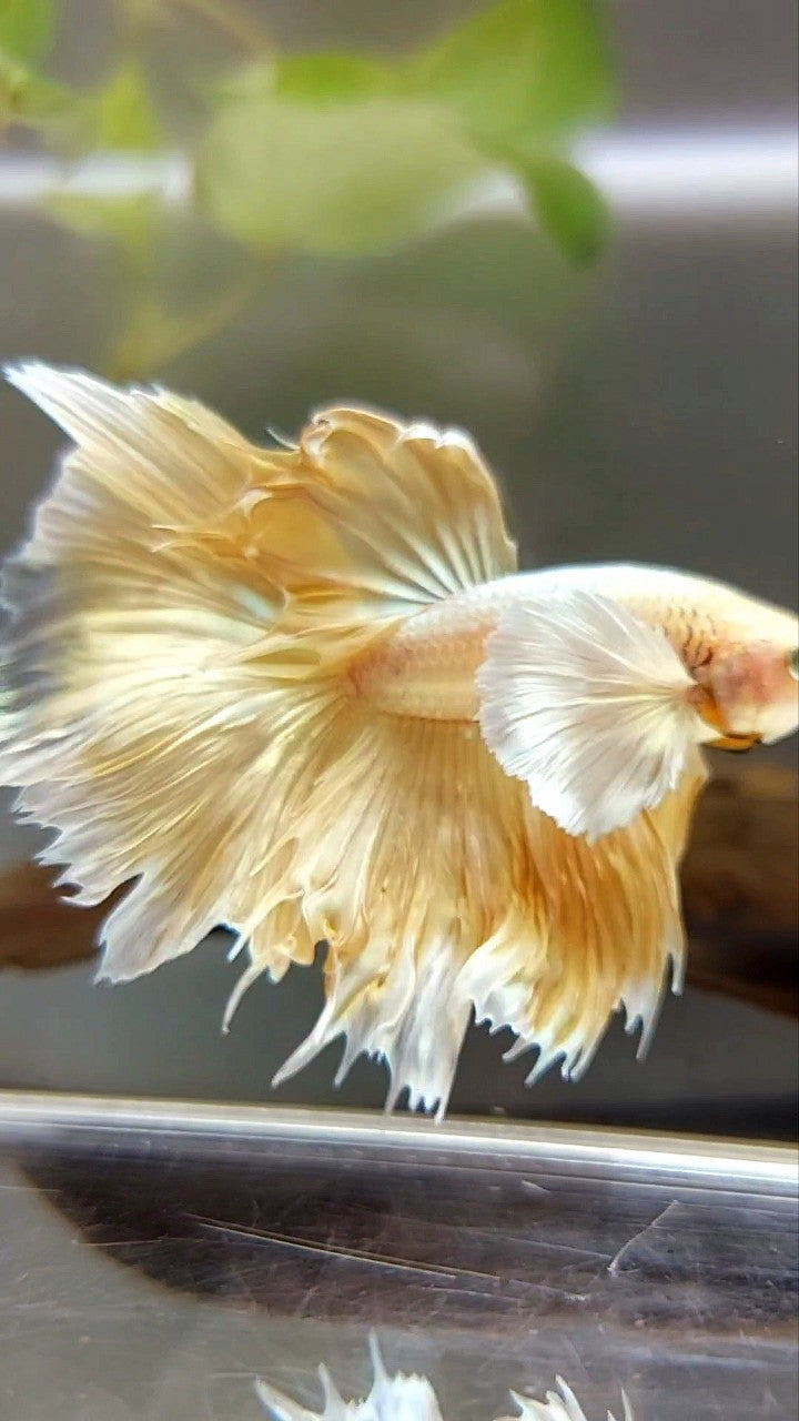 HALFMOON SUPER DUMBO EAR GOLDEN 24 KARAT BETTA FISH