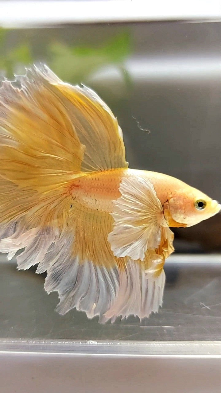 HALFMOON SUPER DUMBO EAR ROSETAIL GOLDEN BUTTERFLY BETTA FISH