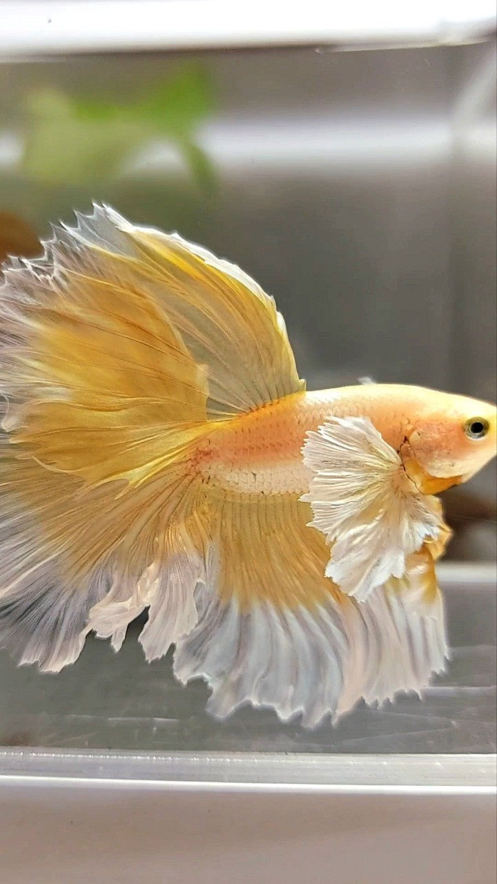 HALFMOON SUPER DUMBO EAR ROSETAIL GOLDEN BUTTERFLY BETTA FISH