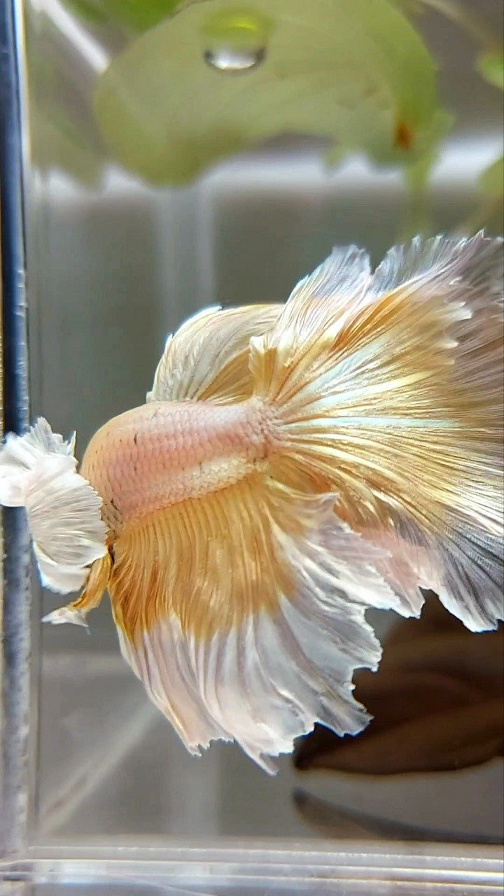 HALFMOON SUPER DUMBO EAR ROSETAIL GOLDEN BUTTERFLY BETTA FISH