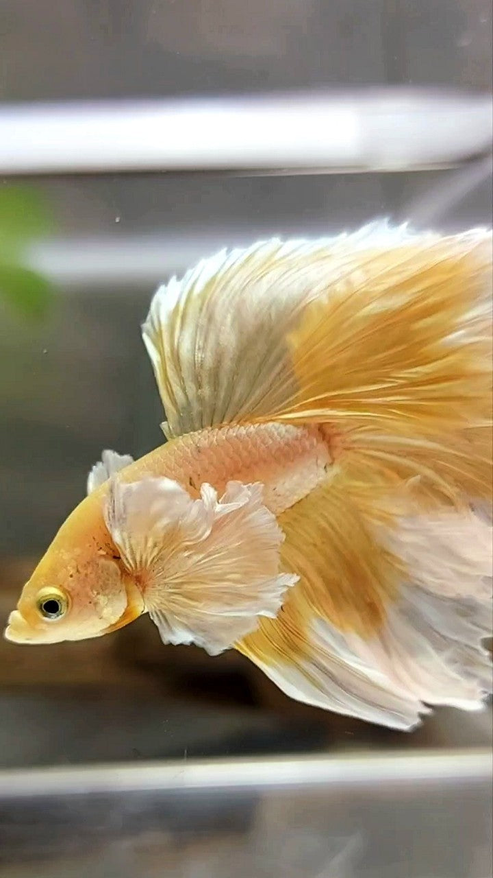 HALFMOON SUPER DUMBO EAR ROSETAIL GOLDEN BUTTERFLY BETTA FISH