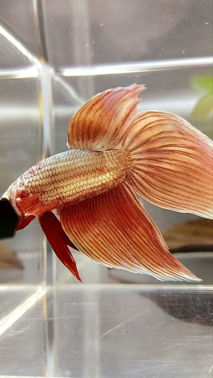 XL VEILTAIL SUPER ROSEGOLD BETTA FISH