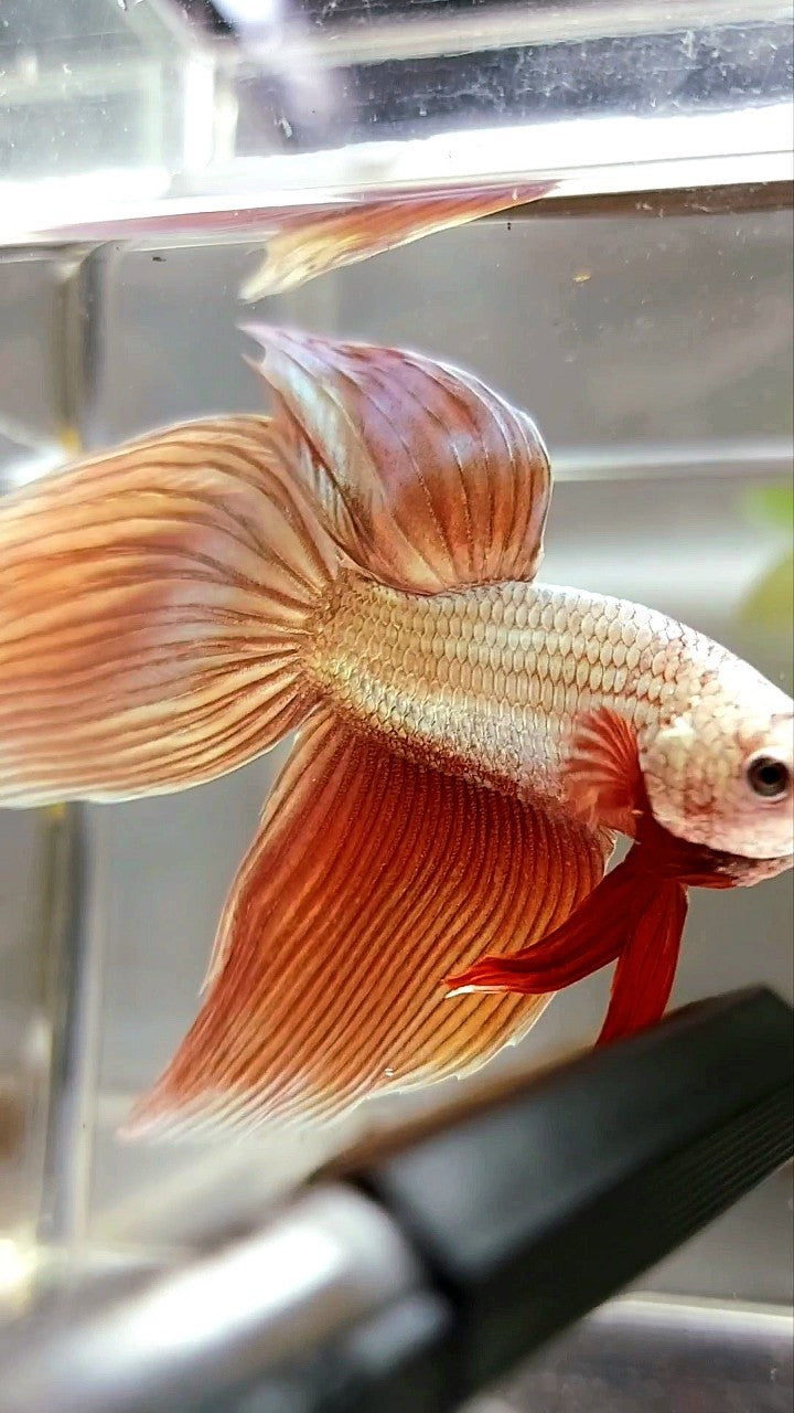 XL VEILTAIL SUPER ROSEGOLD BETTA FISH