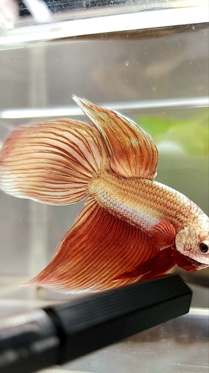 XL VEILTAIL SUPER ROSEGOLD BETTA FISH
