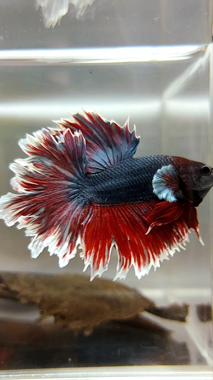 HALFMOON FEATHER TAIL DARK PURPLE BETTA FISH